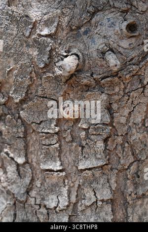 A small brown snail clings to deeply cracked tree bark, highlighting contrast between hard texture and delicate shell. Stock Photo