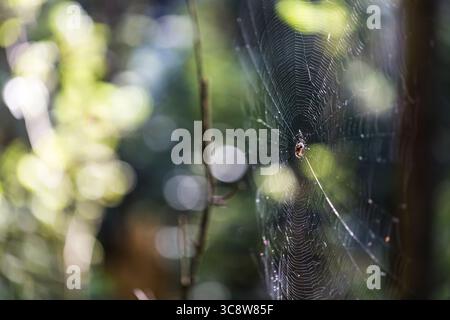 Spiderweb in forest with nice blurry background and natural light. Stock Photo