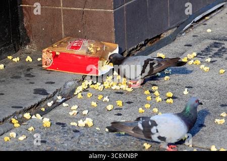 A pigeon eating from a spilt bag of movie popcorn on a sidewalk. rock dove (Columba livia). Stock Photo