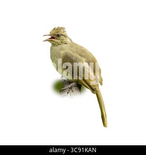 A Streak-eared Bulbul perched and calling, with open beak and soft olive-brown feathers. Isolated on white background, this image highlights the bird’ Stock Photo