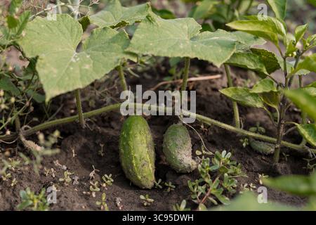 Lush Cucumber Patch with Young Cucumbers Growing on the Vine, Close-Up in Earthy Green Tones with Detailed Foliage Stock Photo