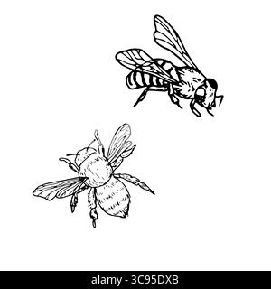 Flies, bumblebees and bees, a set of silhouettes in black and white sketch. Vector illustration. A simple drawing of insects with wings, isolated on a Stock Vector
