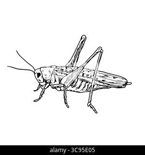 Meadow grasshopper, black and white sketch. Vector illustration. A simple drawing of an insect, isolated on a white background. The theme of insects Stock Vector