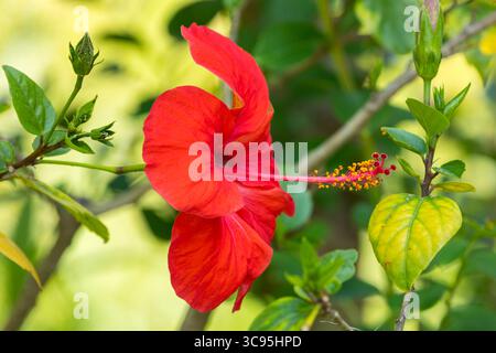 Vibrant red blossom of Hibiscus shrub with its large stigma and stamen Stock Photo