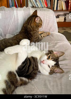 Two cats lying on a sofa. Stock Photo