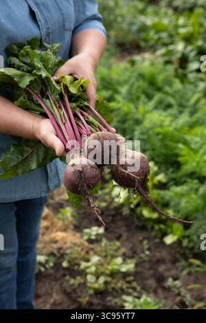 Harvest of organic beets in hands homegrown food Stock Photo
