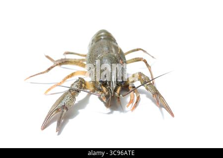 alive crayfish close up isolated on white background Stock Photo