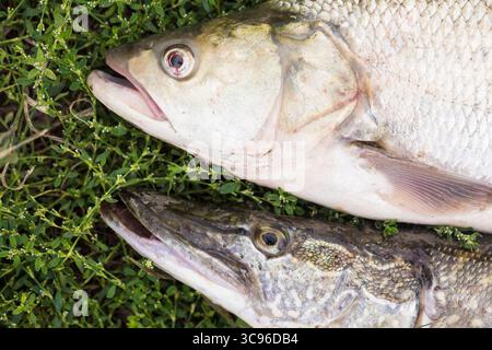 asp predatory freshwater fish and pike on green grass close up. Stock Photo
