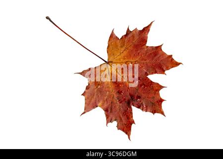 Red autumn leaf covered with fresh raindrops isolated on white background. Symbol of fall, moisture, freshness, and seasonal change. Stock Photo