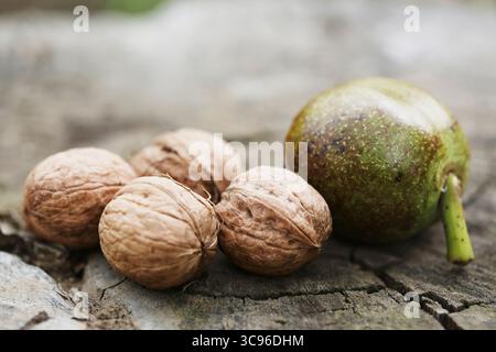 Freshly picked walnuts in shells on log. Nature concept. Stock Photo