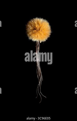 Head of a spiny artichoke (Cynara cardunculus var. scolymus) also known as Sardinian artichoke. A popular food in the Mediterranean region. Isolated Stock Photo