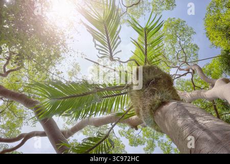 Looking up at trees in the Borneo rainforest, Malaysia. Stock Photo