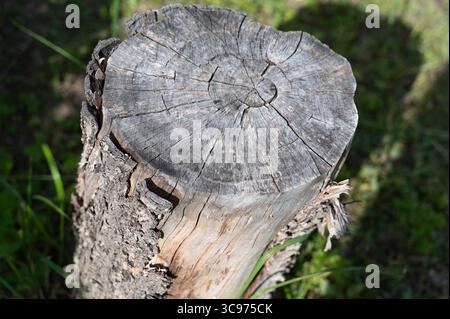 Here is a detailed closeup view of a tree stump situated among the lush green grass in its natural environment Stock Photo