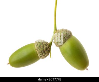 Common oak acorns isolated on white background Stock Photo