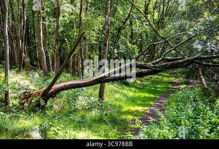 Dundee, Tayside, Scotland, UK. 5th Aug, 2025. UK Weather: Tayside was severely disrupted as Storm Floris passed over Dundee bringing winds of up to 80+mph. Templeton Woods after the storm left many overturned and broken trees across the woodland. Credit: Dundee Photographics/Ģ����ý Live News Stock Photo