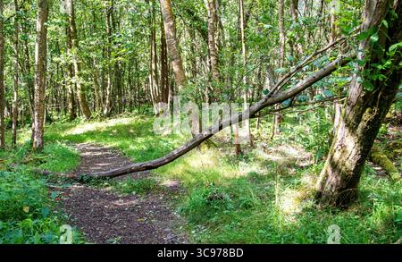 Dundee, Tayside, Scotland, UK. 5th Aug, 2025. UK Weather: Tayside was severely disrupted as Storm Floris passed over Dundee bringing winds of up to 80+mph. Templeton Woods after the storm left many overturned and broken trees across the woodland. Credit: Dundee Photographics/Ģ����ý Live News Stock Photo