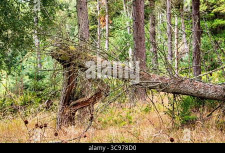 Dundee, Tayside, Scotland, UK. 5th Aug, 2025. UK Weather: Tayside was severely disrupted as Storm Floris passed over Dundee bringing winds of up to 80+mph. Templeton Woods after the storm left many overturned and broken trees across the woodland. Credit: Dundee Photographics/Ģ����ý Live News Stock Photo