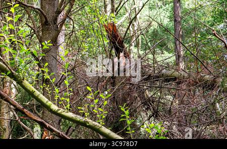 Dundee, Tayside, Scotland, UK. 5th Aug, 2025. UK Weather: Tayside was severely disrupted as Storm Floris passed over Dundee bringing winds of up to 80+mph. Templeton Woods after the storm left many overturned and broken trees across the woodland. Credit: Dundee Photographics/Ģ����ý Live News Stock Photo