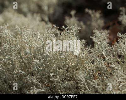 Cladonia rangiferina alias reindeer moss alias reindeer lichen close-up macro Stock Photo
