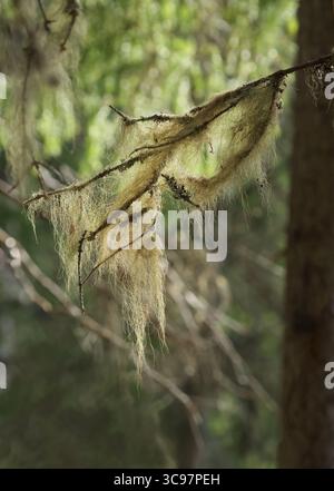 Backlight coming through beard lichen alias beard moss or old man's beard on old tree branch Stock Photo