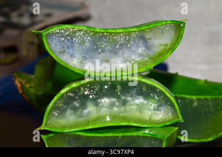 Aloe vera sliced on wooden background, Aloe vera herb Stock Photo
