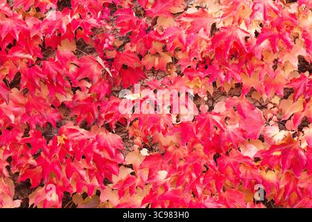 Red hanging ivy vines over stone wall as a background. Autumn concept. Stock Photo