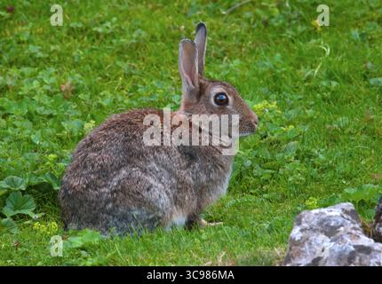 European Wild Rabbit (oryctolagus cuniculus) Stock Photo