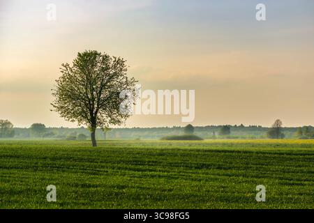 A single tree growing in a green rural field, foggy spring day, Czulczyce, eastern Poland Stock Photo