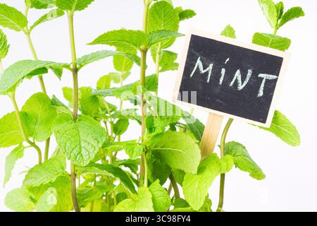 Lush green mint plant features vibrant leaves, thriving in a garden setting. A small chalkboard sign stands prominently, marking the herb's name for e Stock Photo
