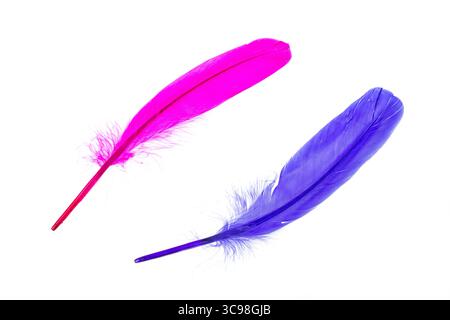 Colorful decorative feathers isolated on white background. Stock Photo