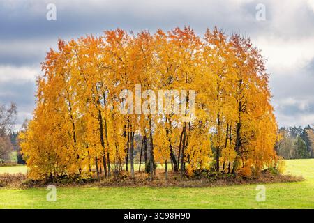 Grove of trees on with beautiful autumn colors on a green field Stock Photo