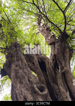 A large, sturdy, textured old tree trunk seen from below Stock Photo