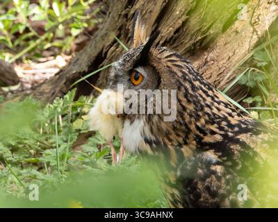 Close up of a Great Horned Owl sitting on the ground with a chick in its mouth feeding, siberian eagle owl, bubo bubo sibiricus. Eating chicken sittin Stock Photo