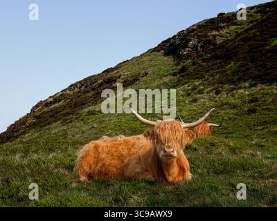 Highland cow in meadows. Scottish iconic fluffy animal Stock Photo - Alamy