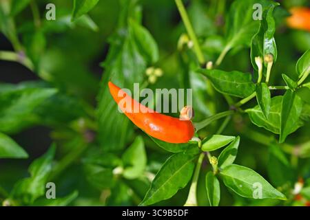red chilli pepper on plant Stock Photo