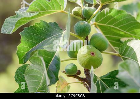 Close-up of green figs growing on a fig tree after the rain, surrounded by large, vibrant leaves Stock Photo