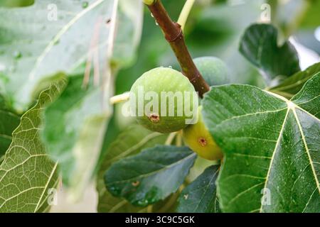 Close-up of green figs growing on a fig tree after the rain, surrounded by large, vibrant leaves Stock Photo