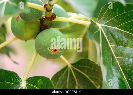 Close-up of green figs growing on a fig tree after the rain, surrounded by large, vibrant leaves Stock Photo