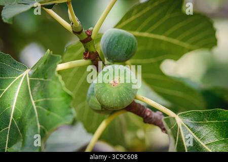 Close-up of green figs growing on a fig tree after the rain, surrounded by large, vibrant leaves Stock Photo