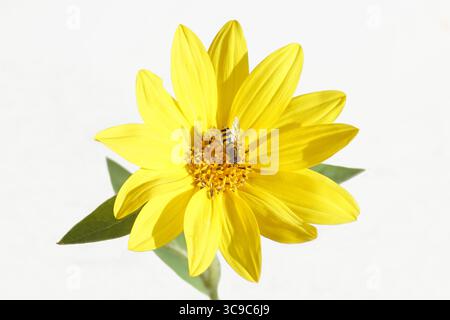 Male hoverfly, Syrphus on a small yellow common sunflower (Helianthus annuus). White background. Summer, August, Netherlands Stock Photo