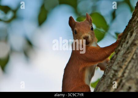 red squirrel posing on tree on sunny day, squirrel searching for food on tree Stock Photo