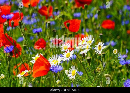A colorful summer wildflower meadow with white daisies, red poppies, and blue cornflowers under bright sun, captured in full bloom Stock Photo