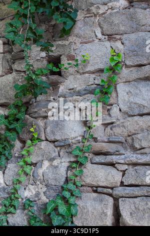 Green ivy vines creep along the surface of an old textured stone wall, showcasing contrast between nature and architecture. Stock Photo