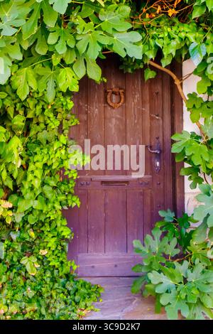 An old wooden door with a metal knocker is framed by lush ivy and fig leaves, blending nature with rustic architecture in a peaceful scene. Stock Photo