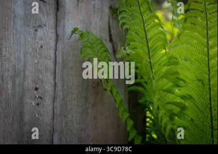 Green fern leaves growing near old weathered wooden surface, contrast of fresh foliage and rustic natural texture Stock Photo