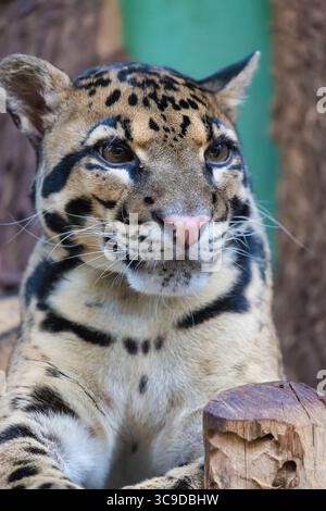 Clouded leopard close up portrait Neofelis nebulosa. Wildlife animal. Stock Photo