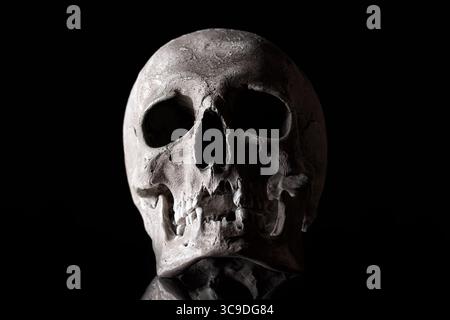 Human skull on a black background with reflection. Stock Photo