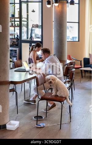 pet dog in internet cafe Stock Photo