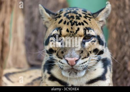 Clouded leopard close up portrait Neofelis nebulosa. Wildlife animal. Stock Photo