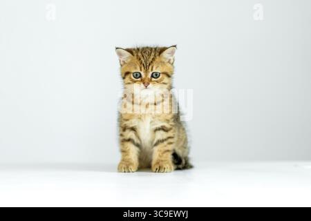 A small brown tabby kitten with fluffy fur sits on a white surface, displaying bright blue eyes and a curious expression. This indoor moment captures Stock Photo